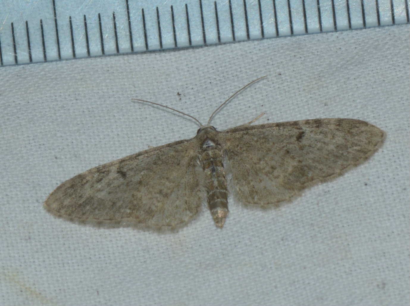 Eupithecia sp West Hazel Saint-Ciers du Taillon 17 10052016