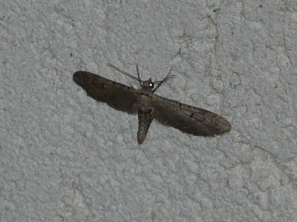 Eupithecia sp Montenot Jean-Pierre La Rochelle 17 11092015