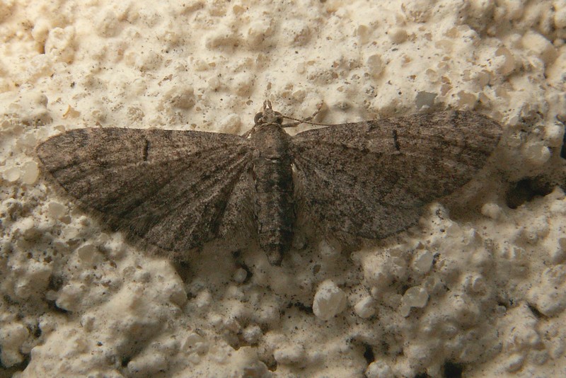 Eupithecia ultimaria Lavoué Bruno Saint-Georges d’Oléron 17 13052007