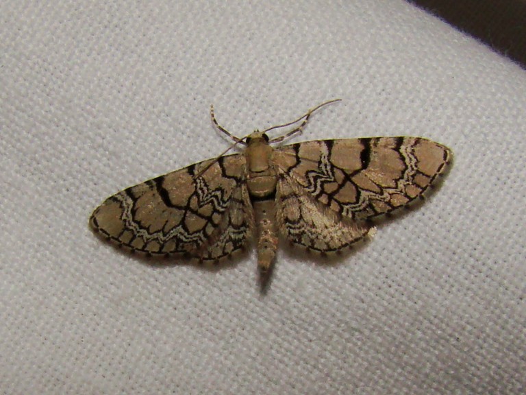 Eupithecia venosata Seys Brigitte Huby St Leu 62 09052011