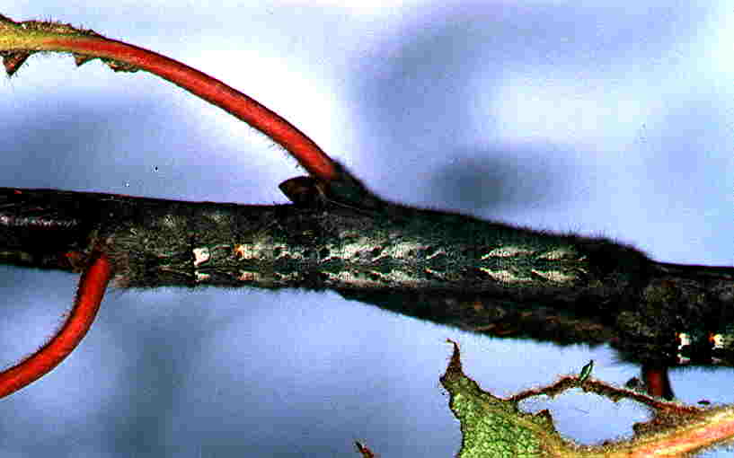 Gastropacha quercifolia Guyonnet Antoine