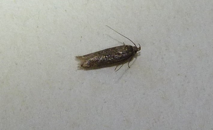 Gelechiidae sp Paquereau Rejane Salignac sur Charente 17 20042016