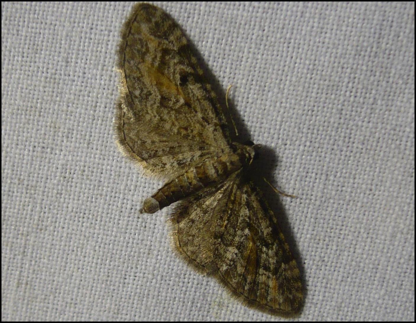 Eupithecia icterata Francoz Philippe Valmeinier 73 27062009