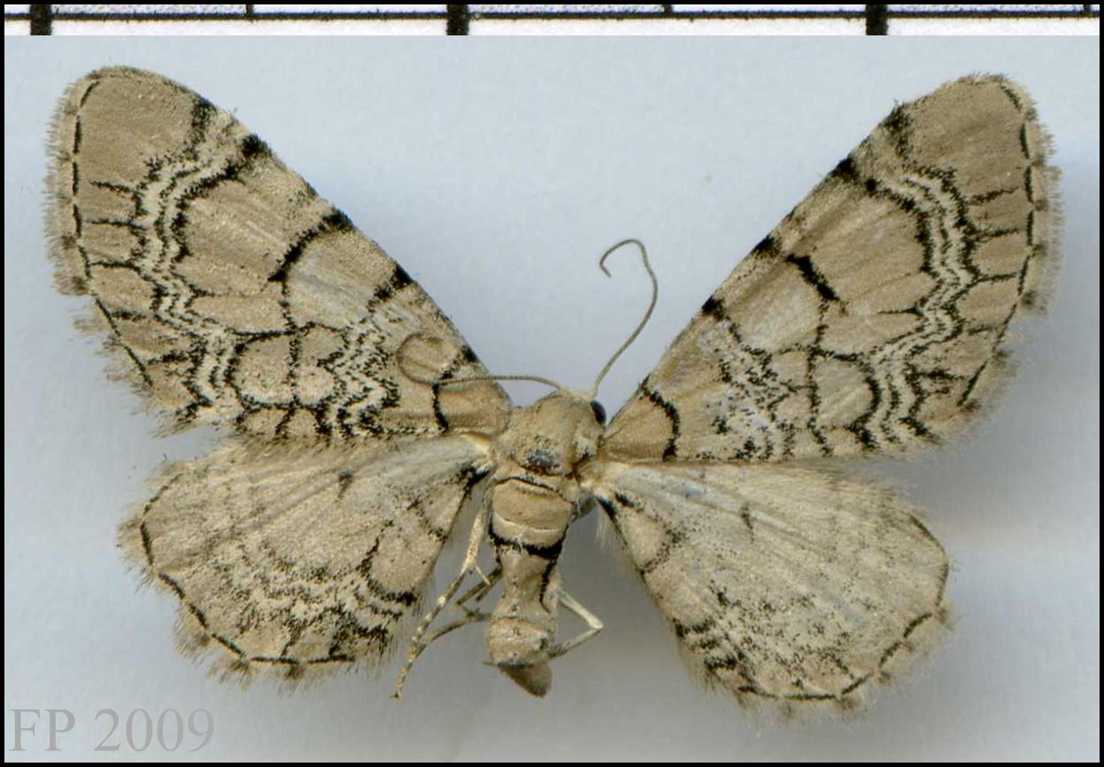 Eupithecia venosata Francoz Philippe Ste Marie du Mont 38 28062008