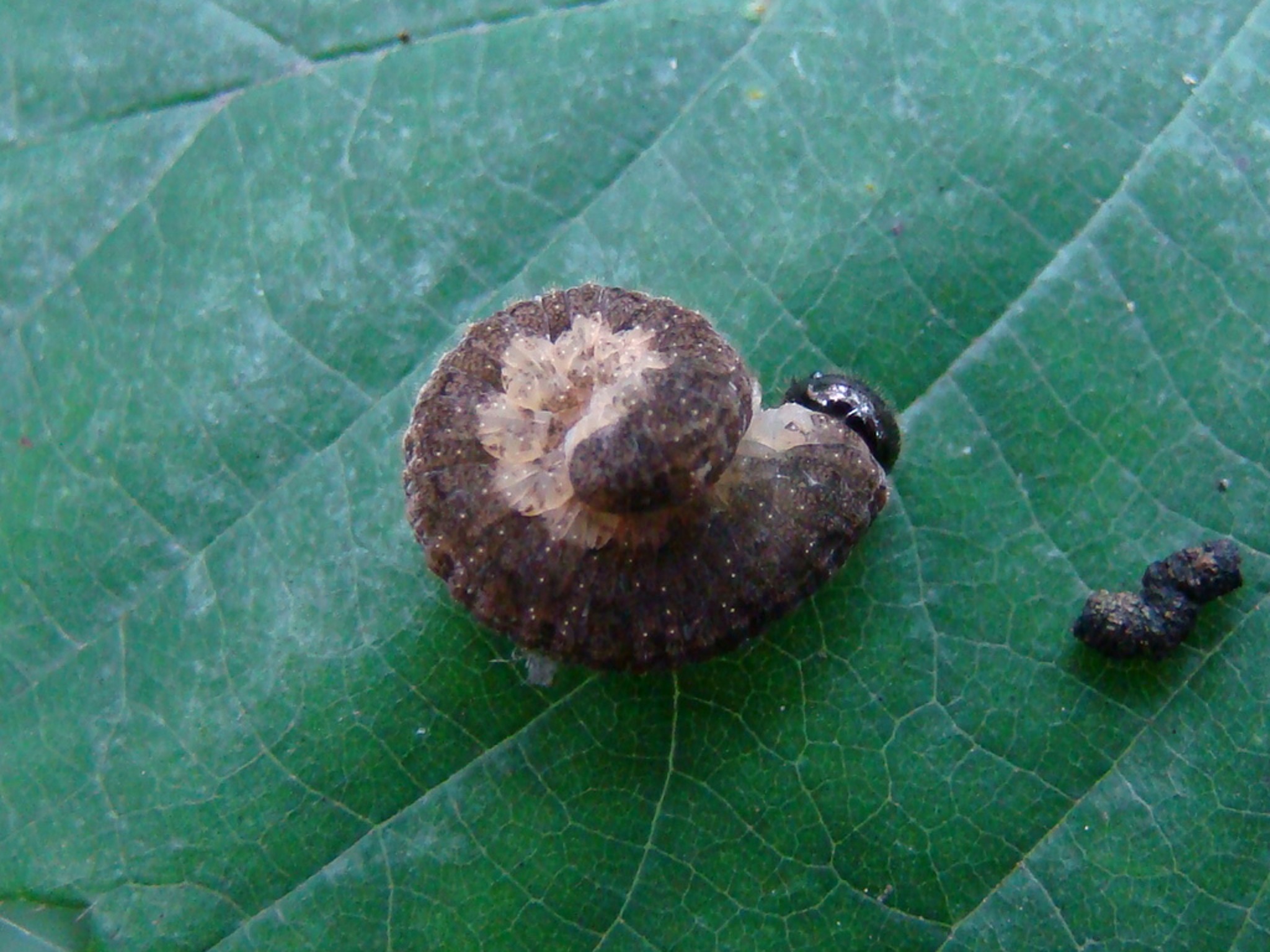 larves d’hyménoptères Seys Brigitte Phalempin 14102007