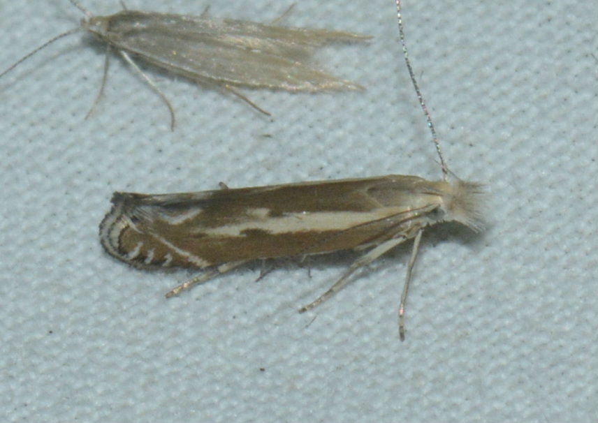 Isophrictis lineatellus West Hazel et Pâquereau Réjane Saint-Ciers du Taillon 17 22072016