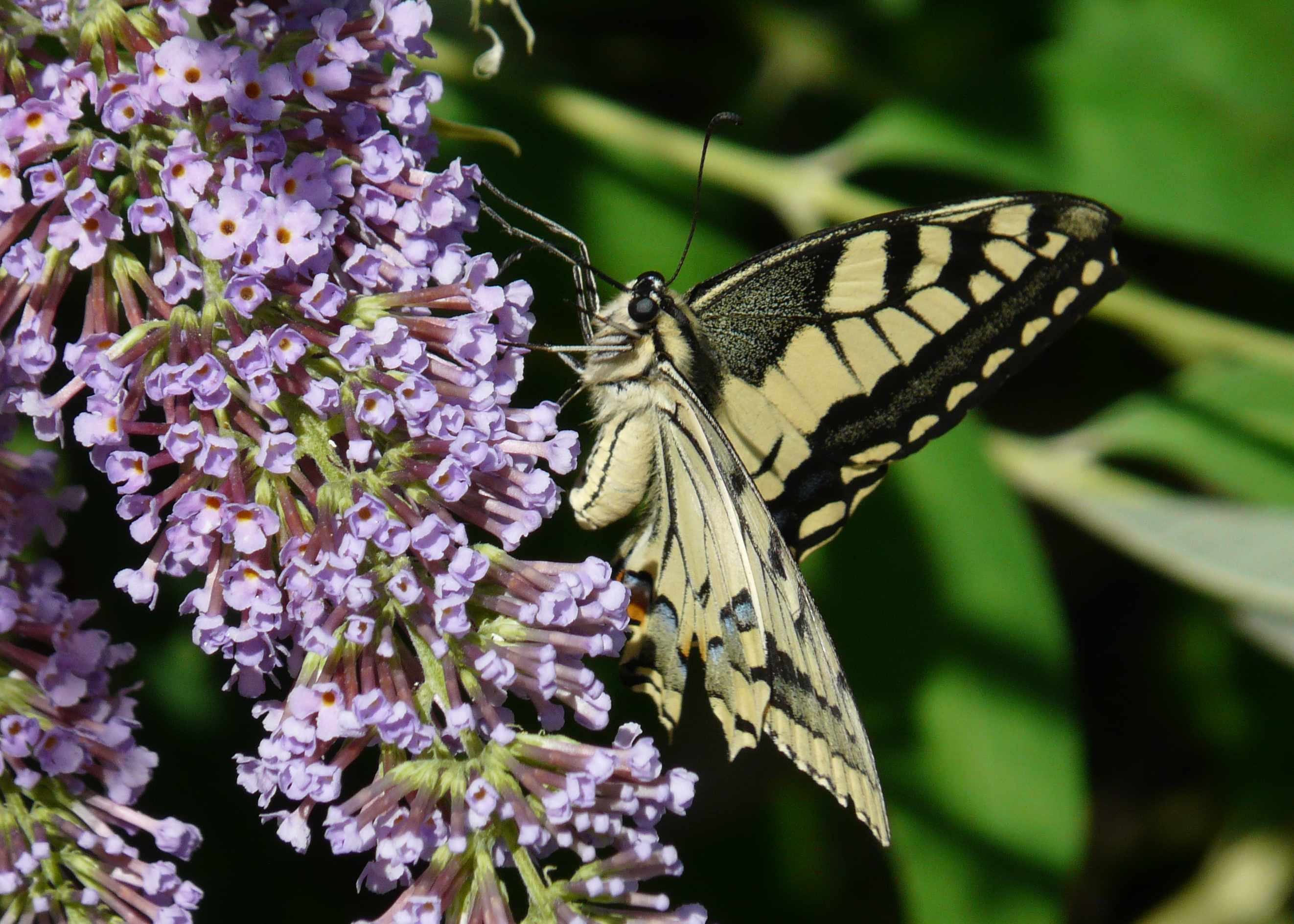 Papilio machaon Vansieleghem 47 27082010