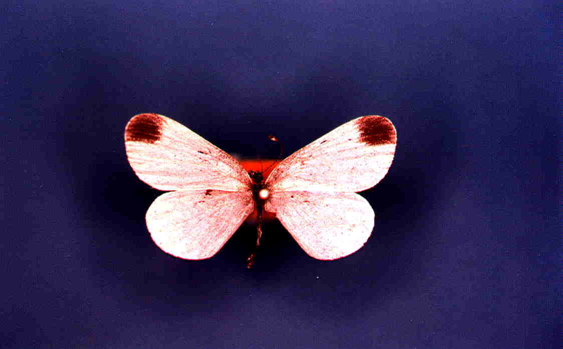 Papillon Leptidea sinapis Collection Levesque Robert