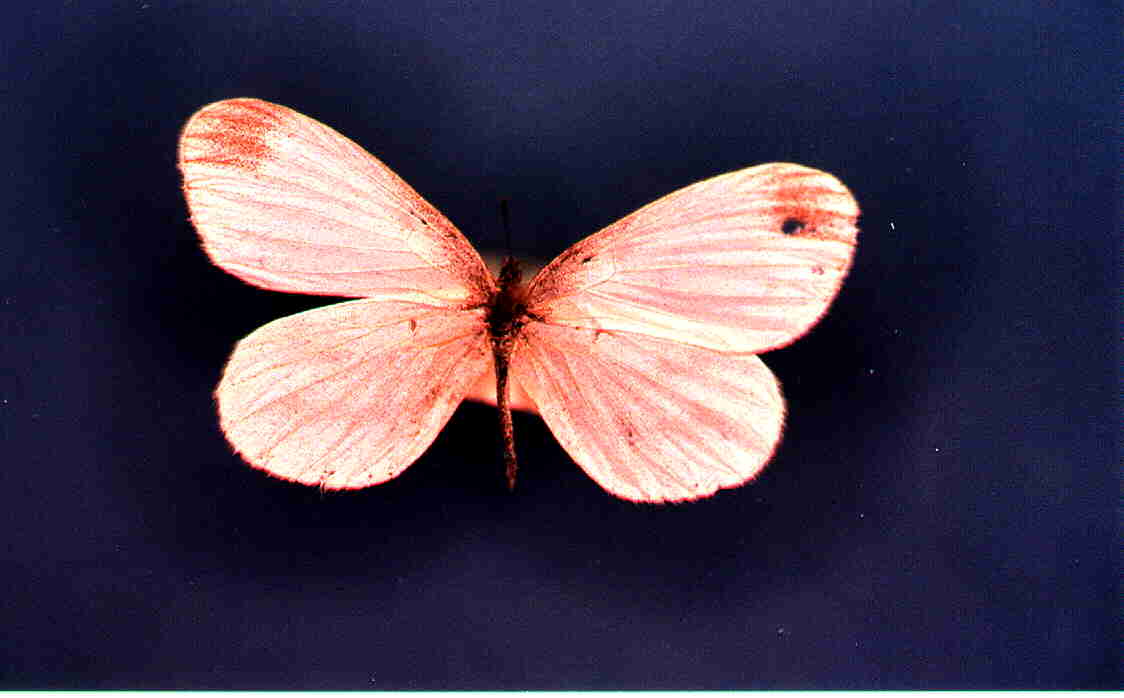 Papillon Leptidea sinapis Collection Levesque Robert