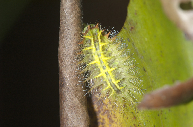 Limacodidae sp Gaboly Michel Guyane
