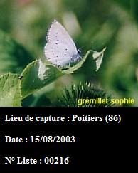 Celastrina argiolus Gremillet Sophie Poitiers 86 15082003
