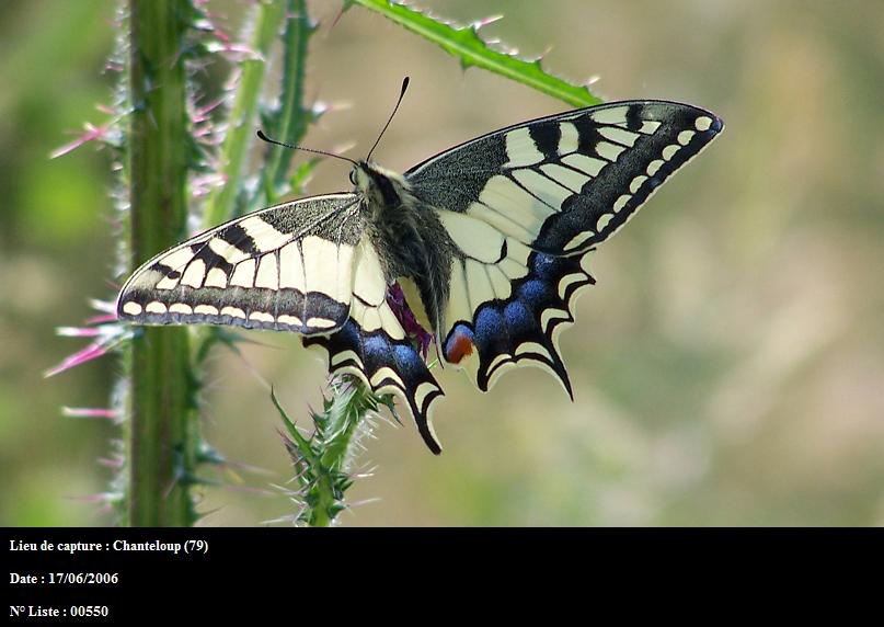 Papilio machaon Bonnet Stéphane Chanteloup 79 17062006