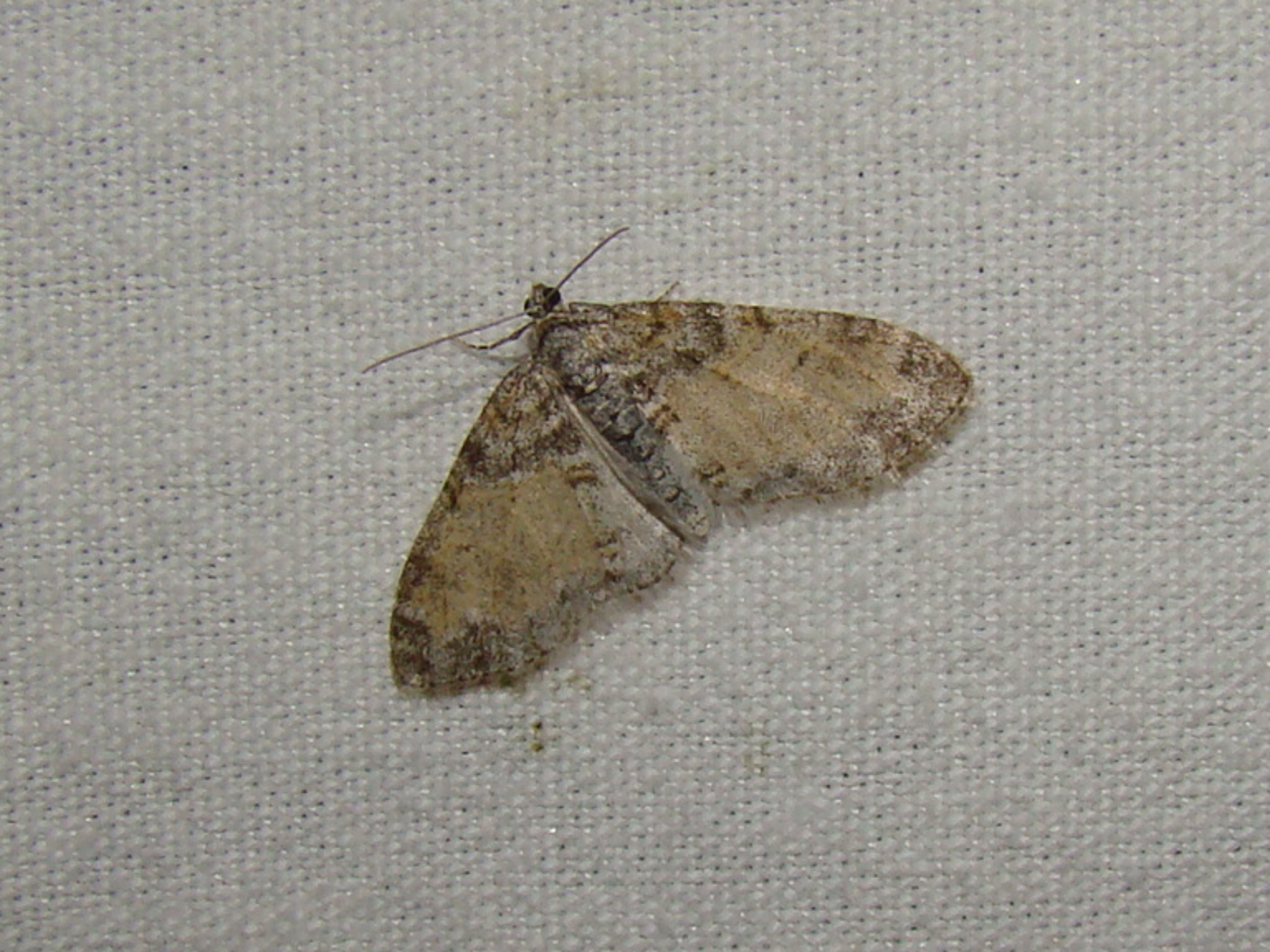 Lobophora halterata Rencontres papillons de Poitou charente Nalliers 86 23042011