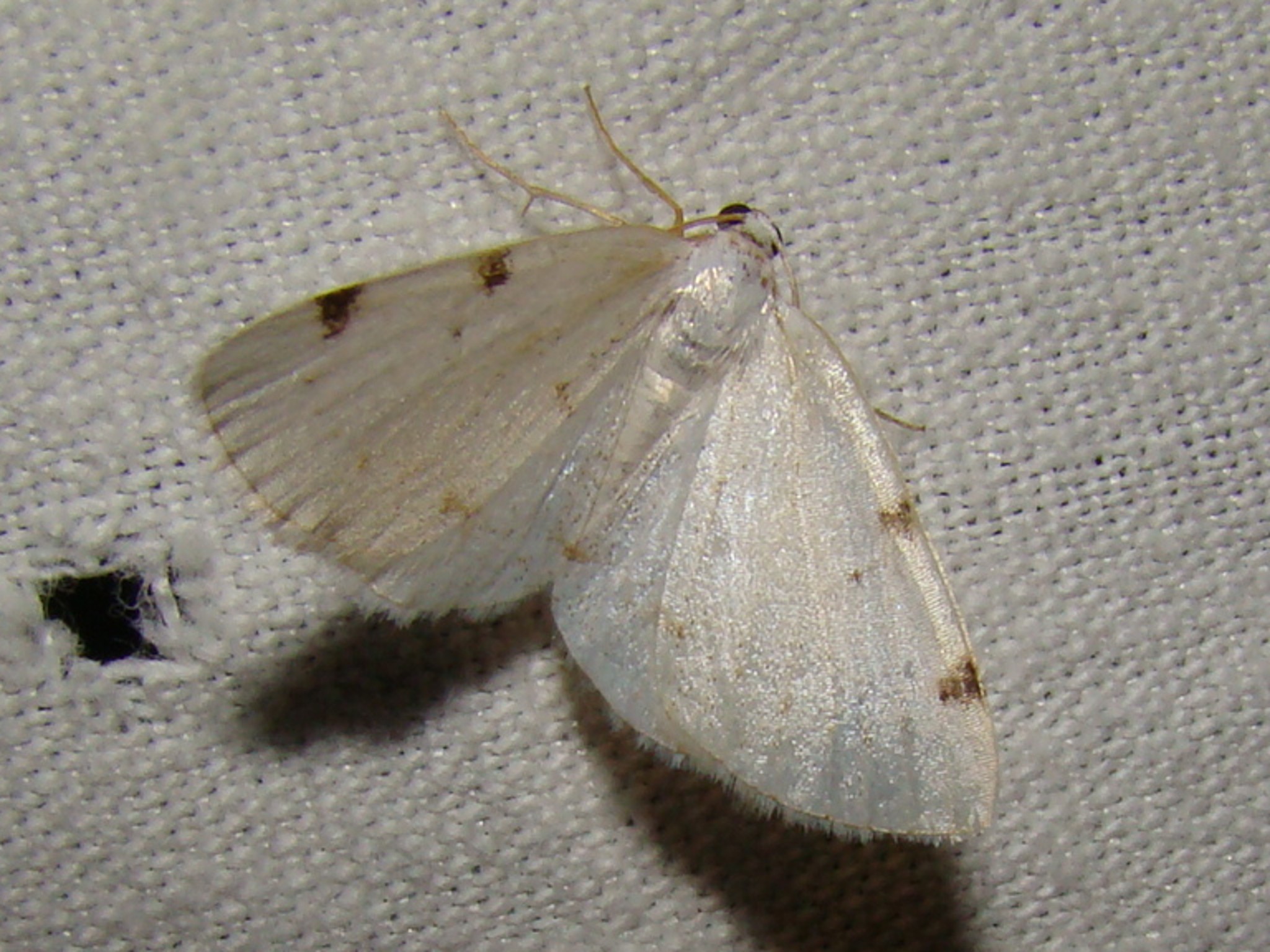 Lomographa bimaculata Rencontres Papillons de Poitou Charentes Nalliers 86 23042011