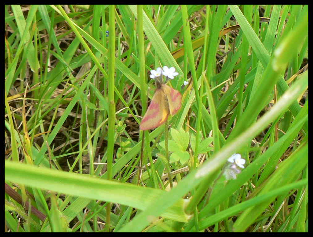Lythria purpuraria Montenot Jean-Pierre Yves 17 16042007