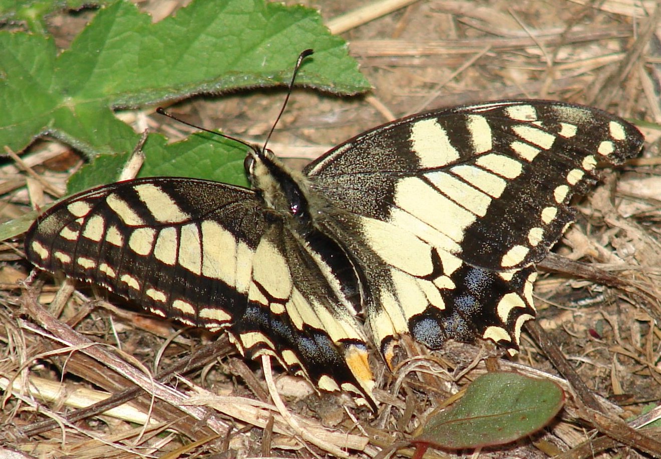 Papilio machaon Porteneuve Jean-Jacques Brioude 43 19072007