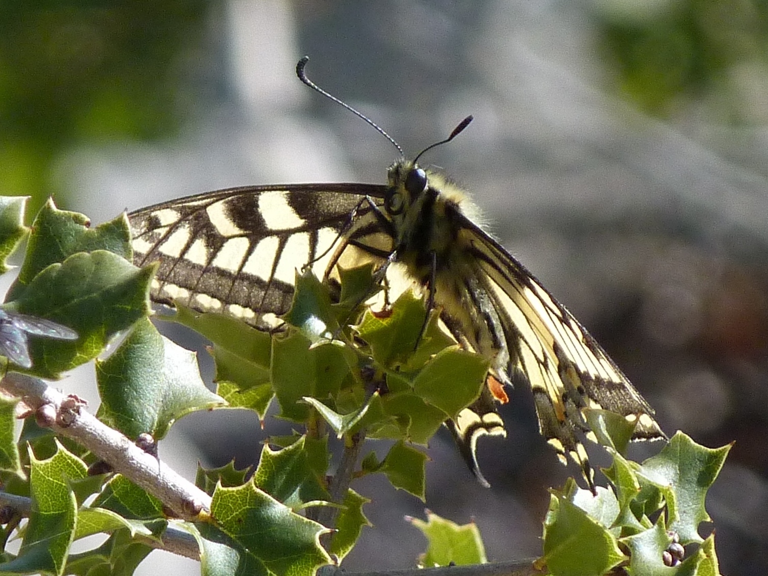 Papilio machaon Porteneuve Jean-Jacques Calvisson 30 21032013