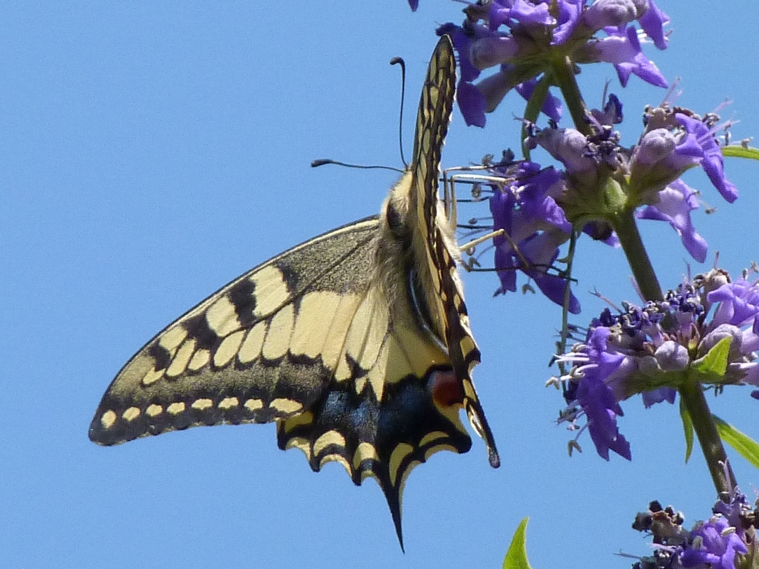 Papilio machaon Porteneuve Jean-Jacques Espagne Catalogne 10072011