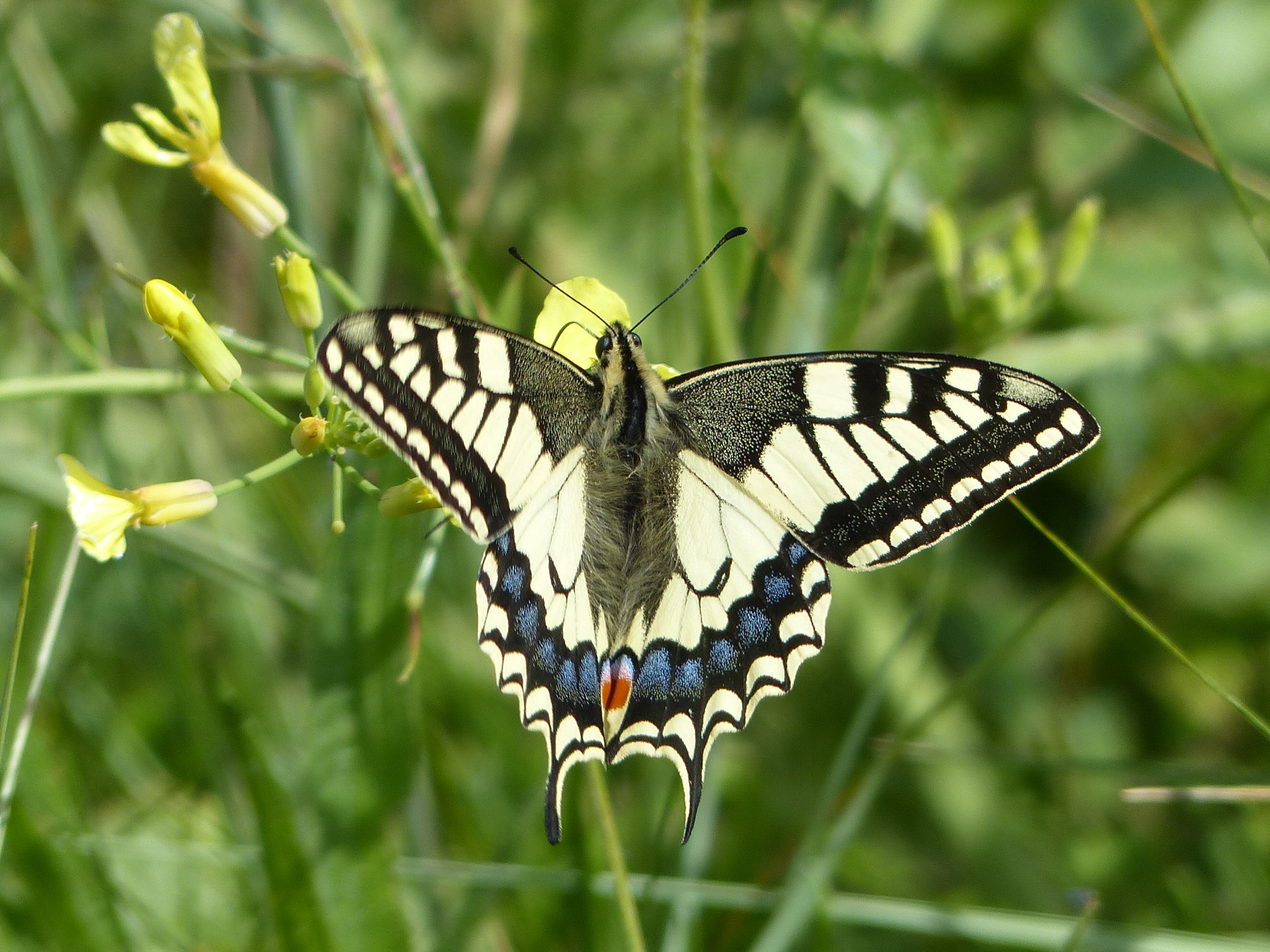 Papilio machaon Porteneuve Jean-Jacques Portsall (Ploudamézeau) 29 31052017
