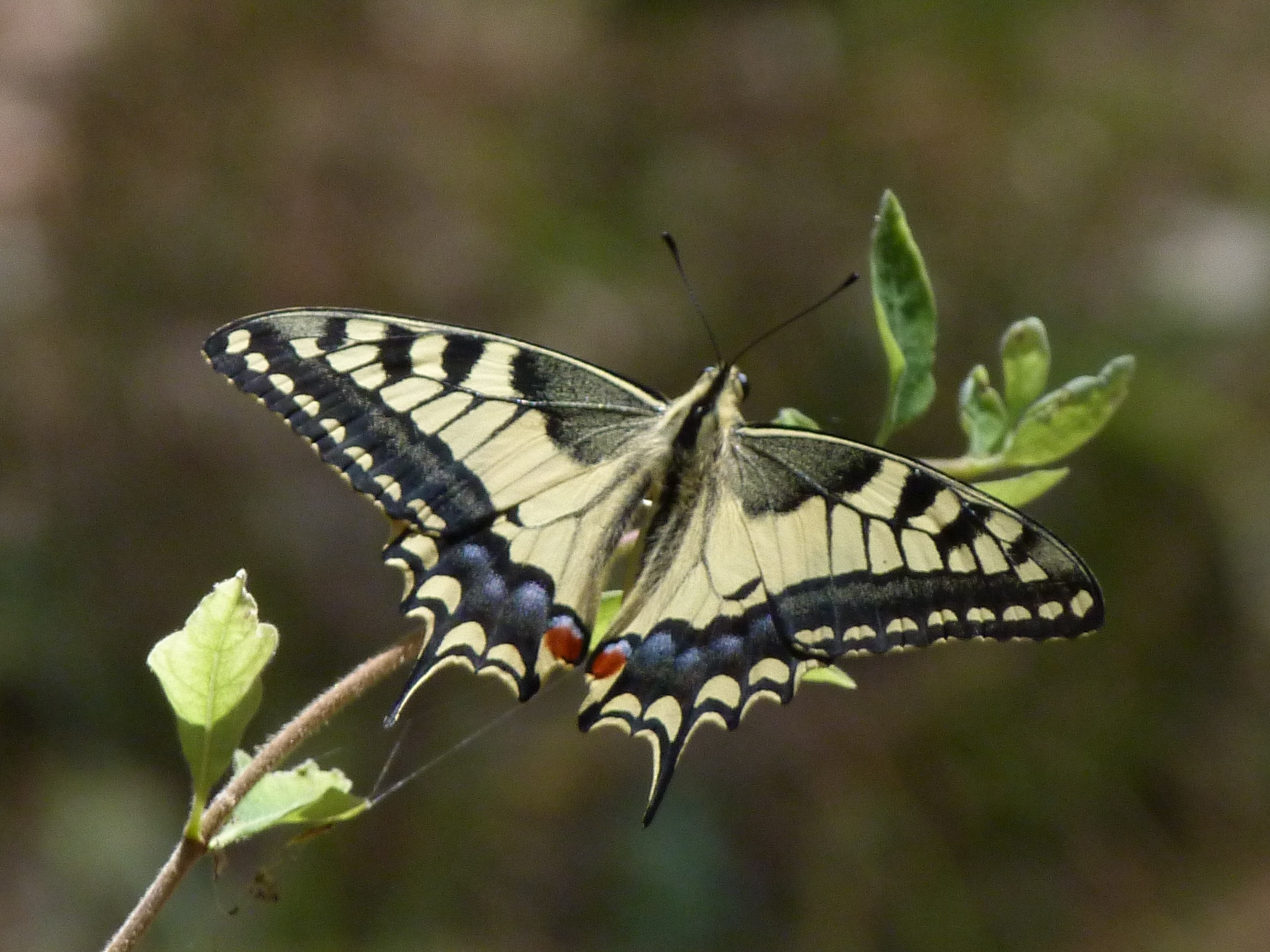 Papilio machaon Porteneuve Jean-Jacques Restinclières 34 21072013