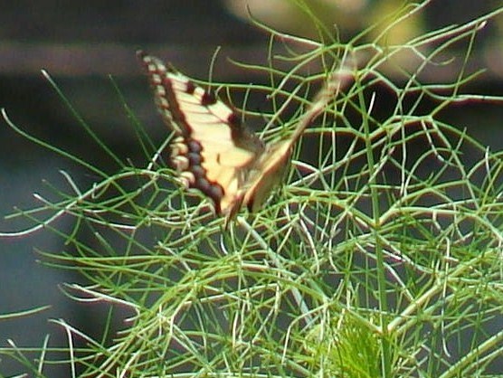Papilio machaon Porteneuve Jean-Jacques Brioude 43 20062008