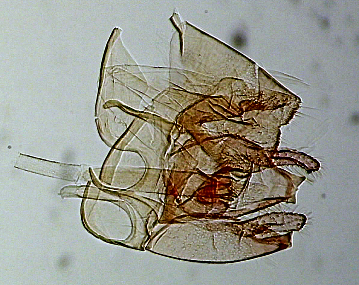 Nemapogon granella mâle AC-8212