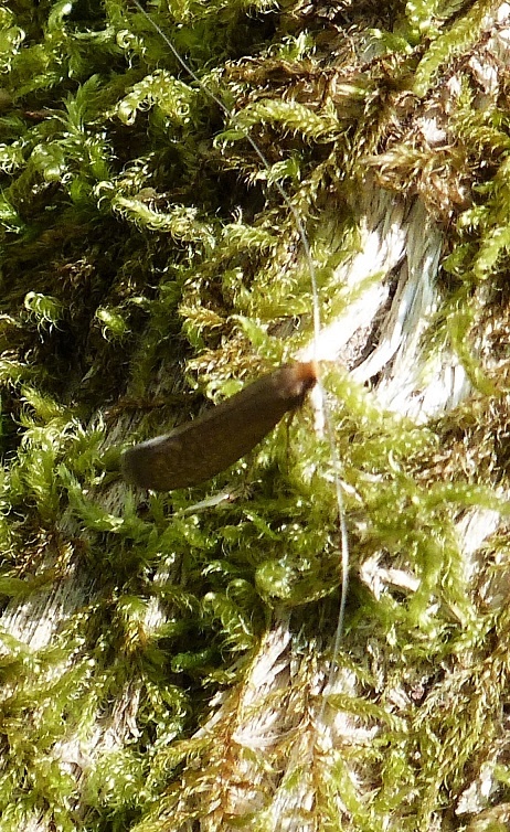 Nematopogon schwarziellus Pâquereau Réjane Saint-Leger 17 14042015