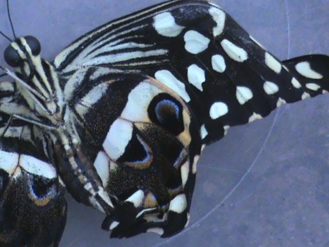 Papilio demodocus 20 Constanza Michelle Yokadouma Cameroun 19042011