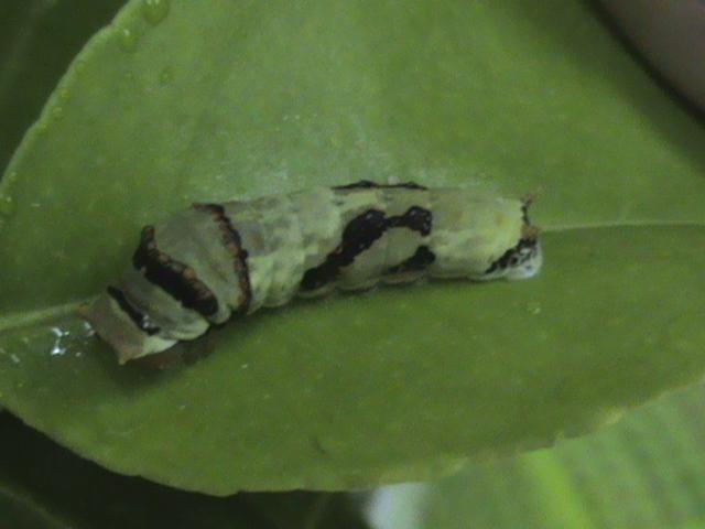 Papilio demodocus 2 Constanza Michelle Yokadouma Cameroun 01042011
