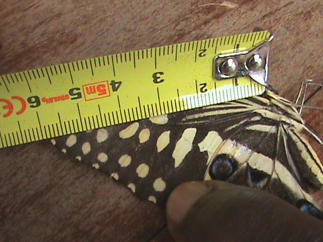Papilio demodocus Constanza Michelle Yokadouma Cameroun 25032011
