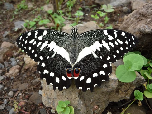 Papilio demodocus Bornot Claude Le Tampon La Réunion 28112008