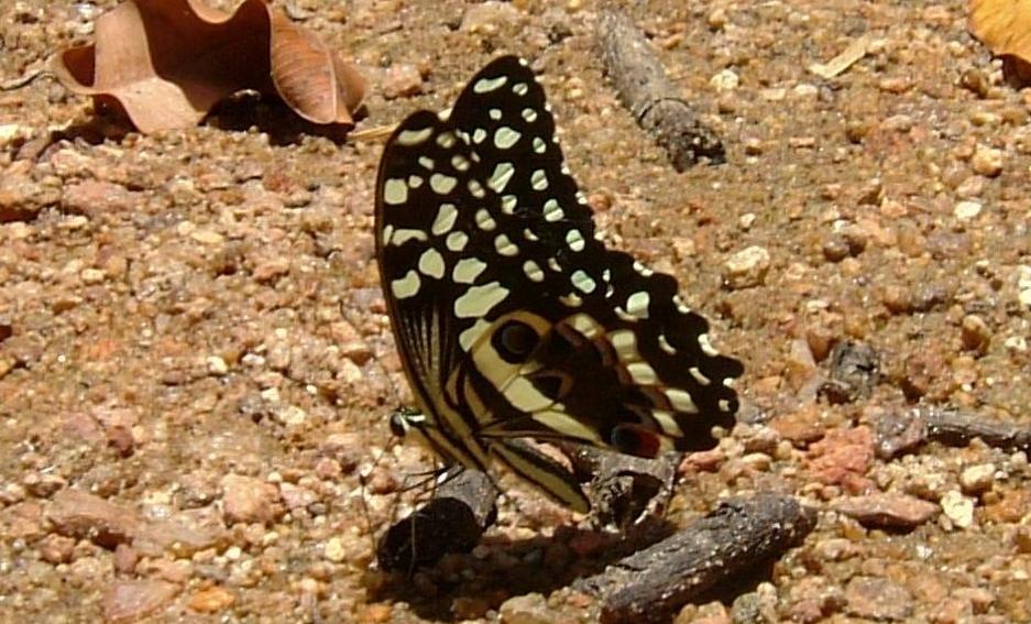Papilio demodocus Ceylo Dominique Manompana Madagascar 07122010