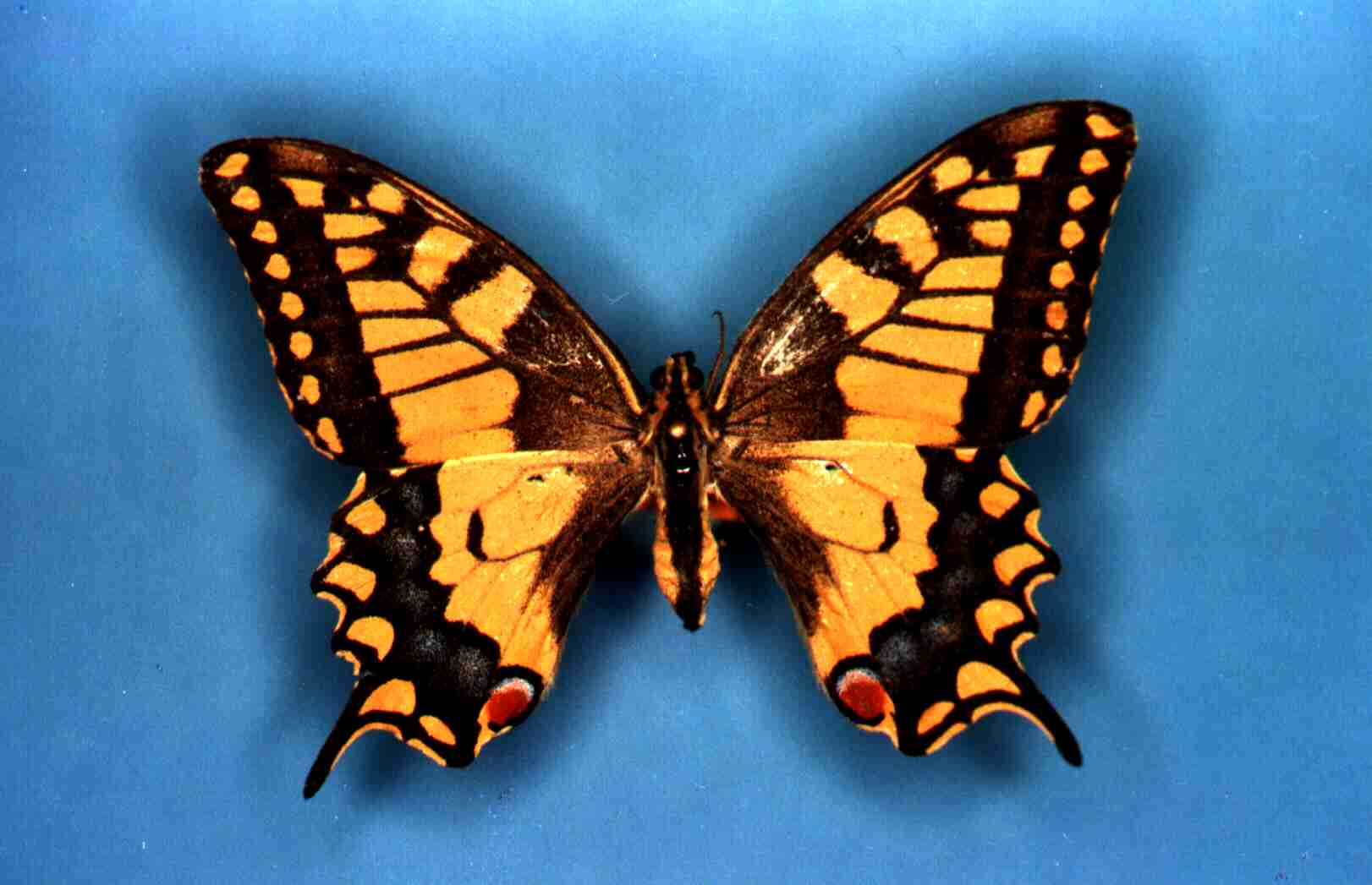 Papilio machaon Collection Levesque Robert