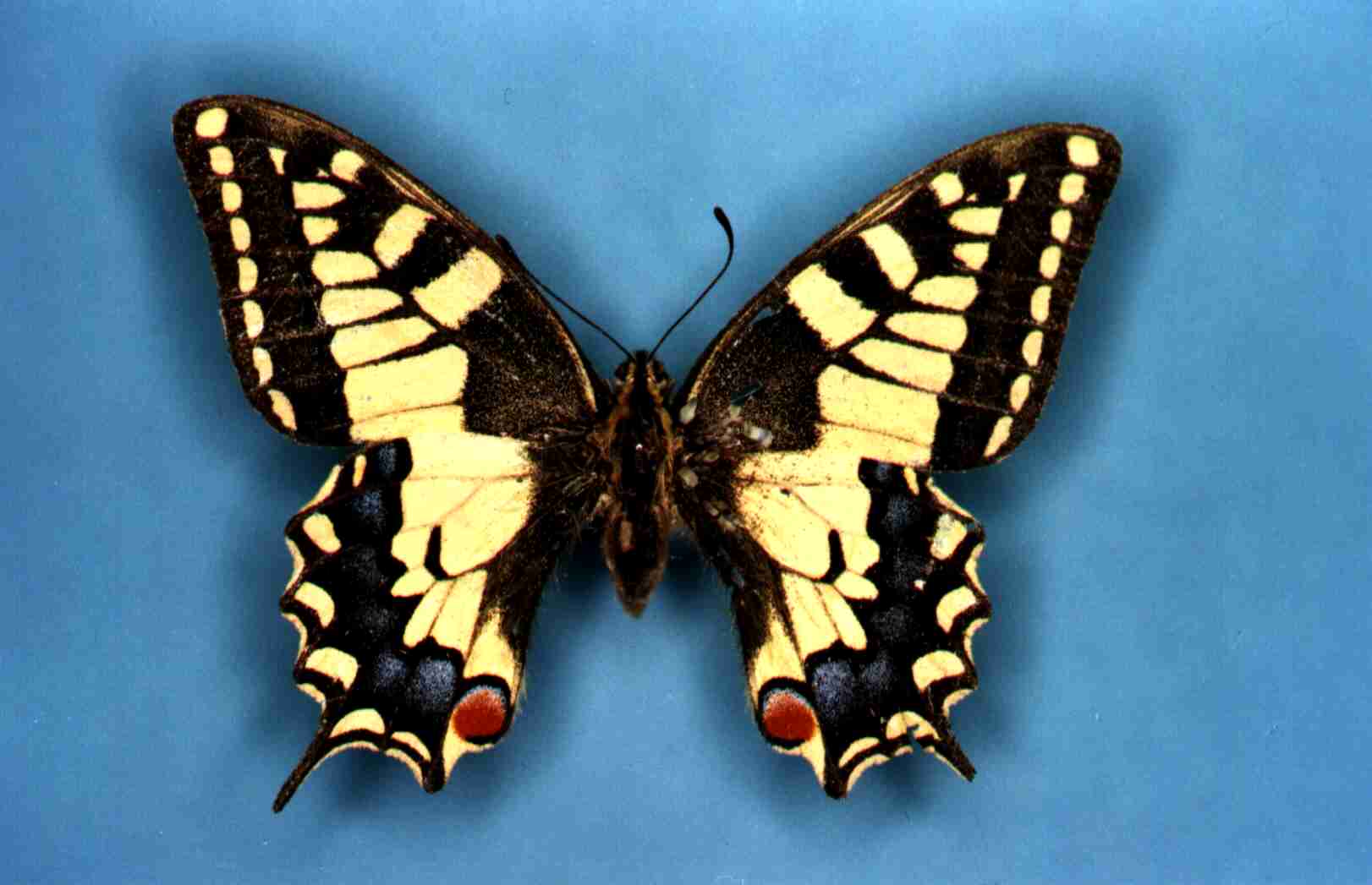 Papilio machaon Collection Levesque Robert