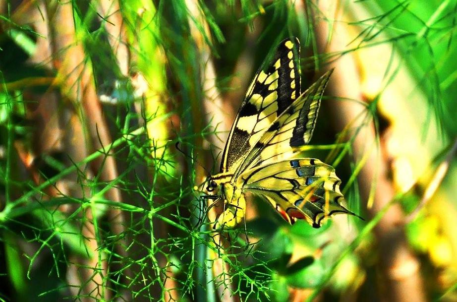 Papilio machaon 2 Jamoulle Jean-Claude Mougins 06 072009
