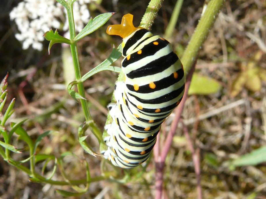 Papilio machaon Montenot Jean-Pierre La Rochelle 17 24072009