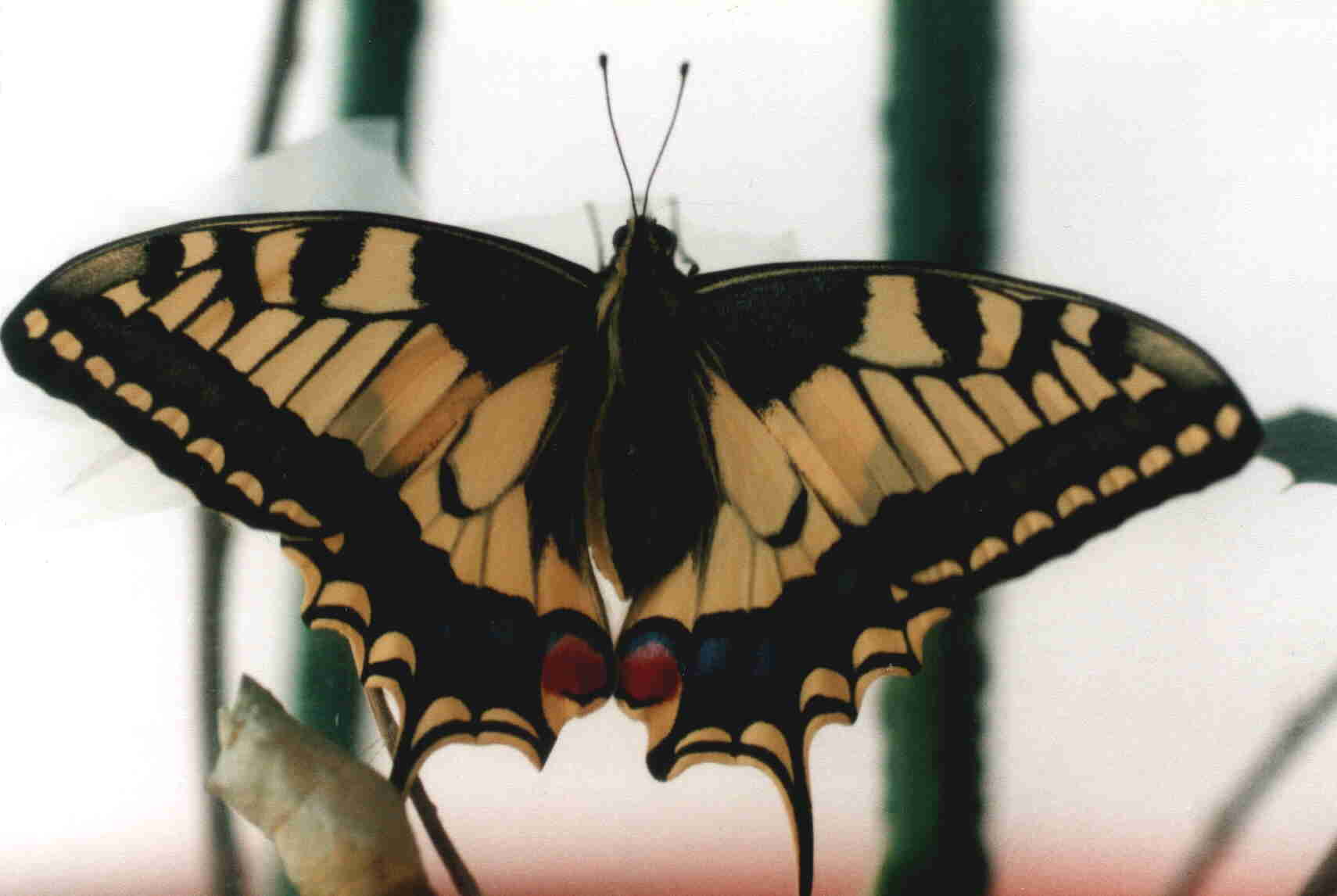 Papilio machaon Guyonnet Antoine Niort 79
