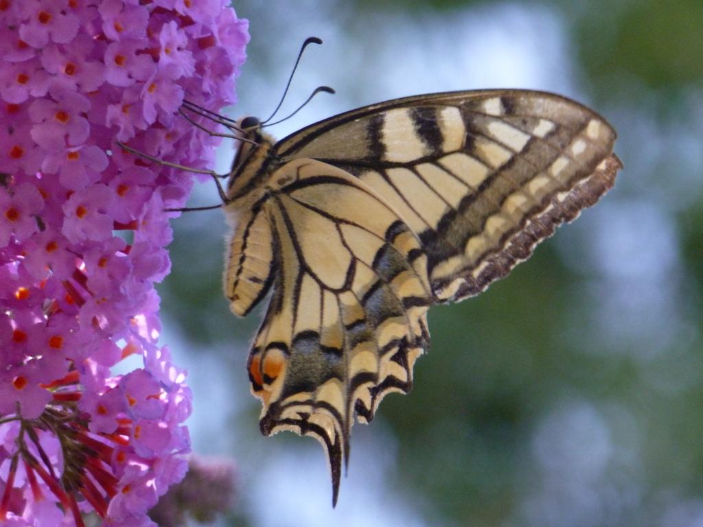 Papilio machaon Bassiti Amelia Virollet 17 03072012