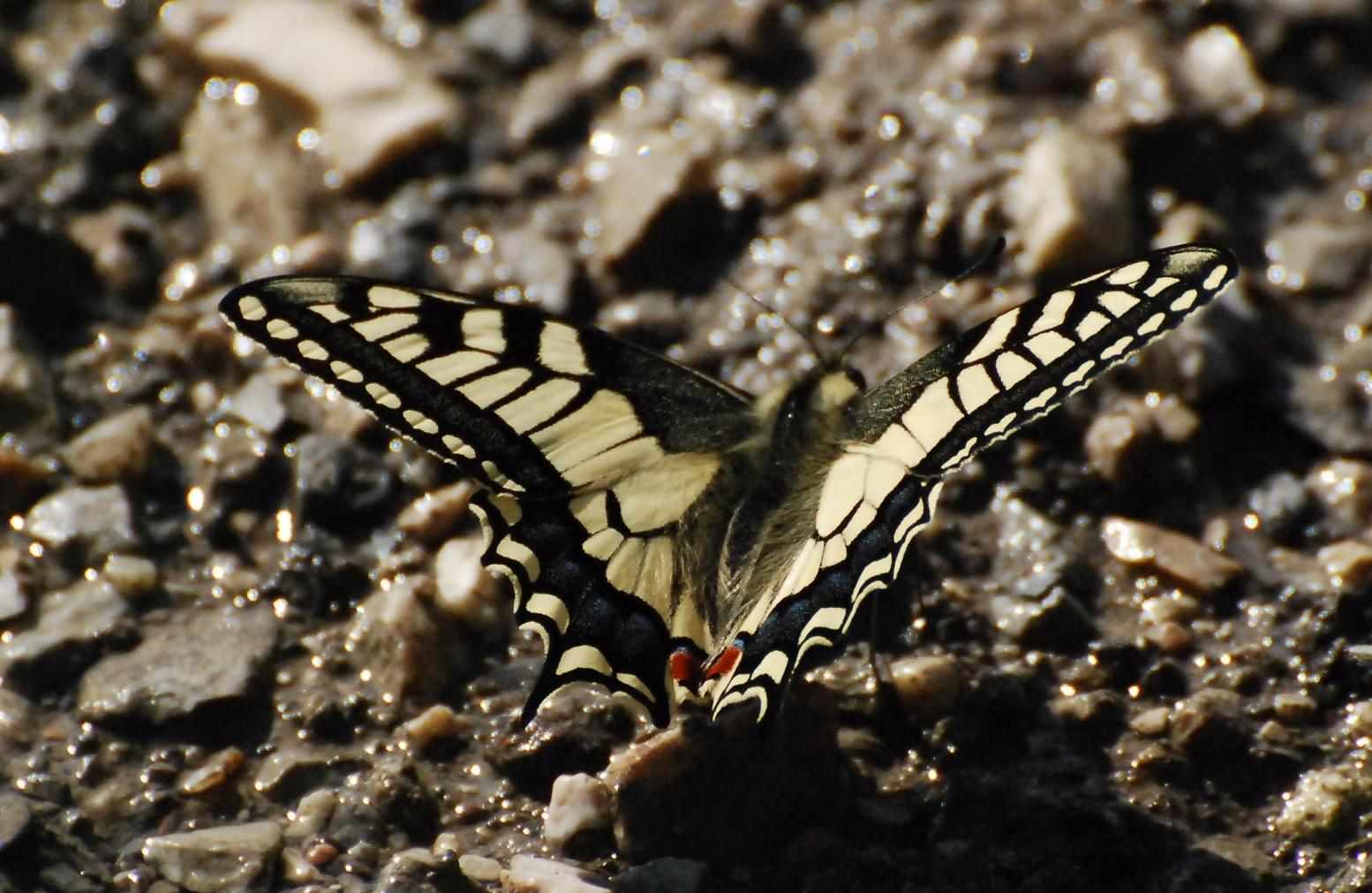 Papilio machaon Bégot Véronique Ecole en Bauges 73 05062011