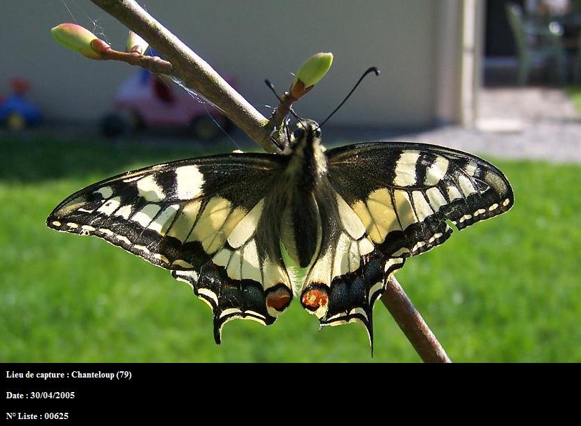 Papilio machaon Bonnet Stephane Chanteloup 79 30042005