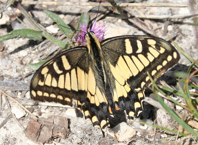 Papilio machaon Brunet Claudie Bors de Montmoreau 16 25072009