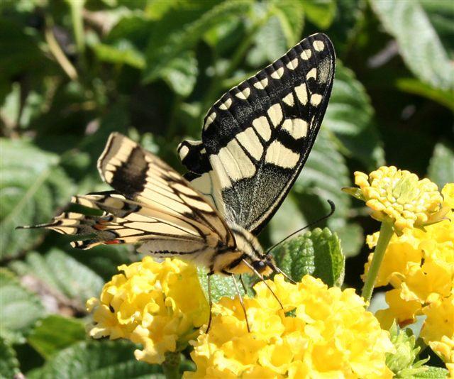 Papilio machaon Brunet Claudie Porto Vecchio 2A 19092010