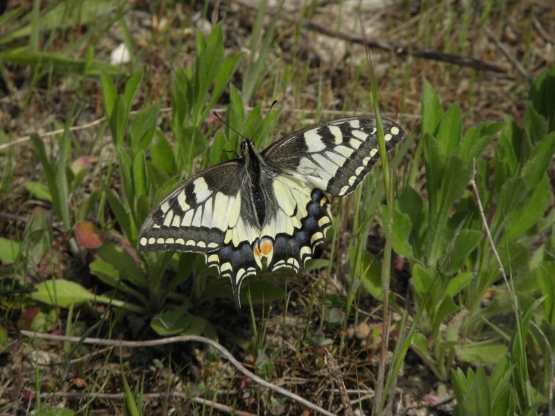 Papilio machaon Charneau Damien Mornac 16 08052014