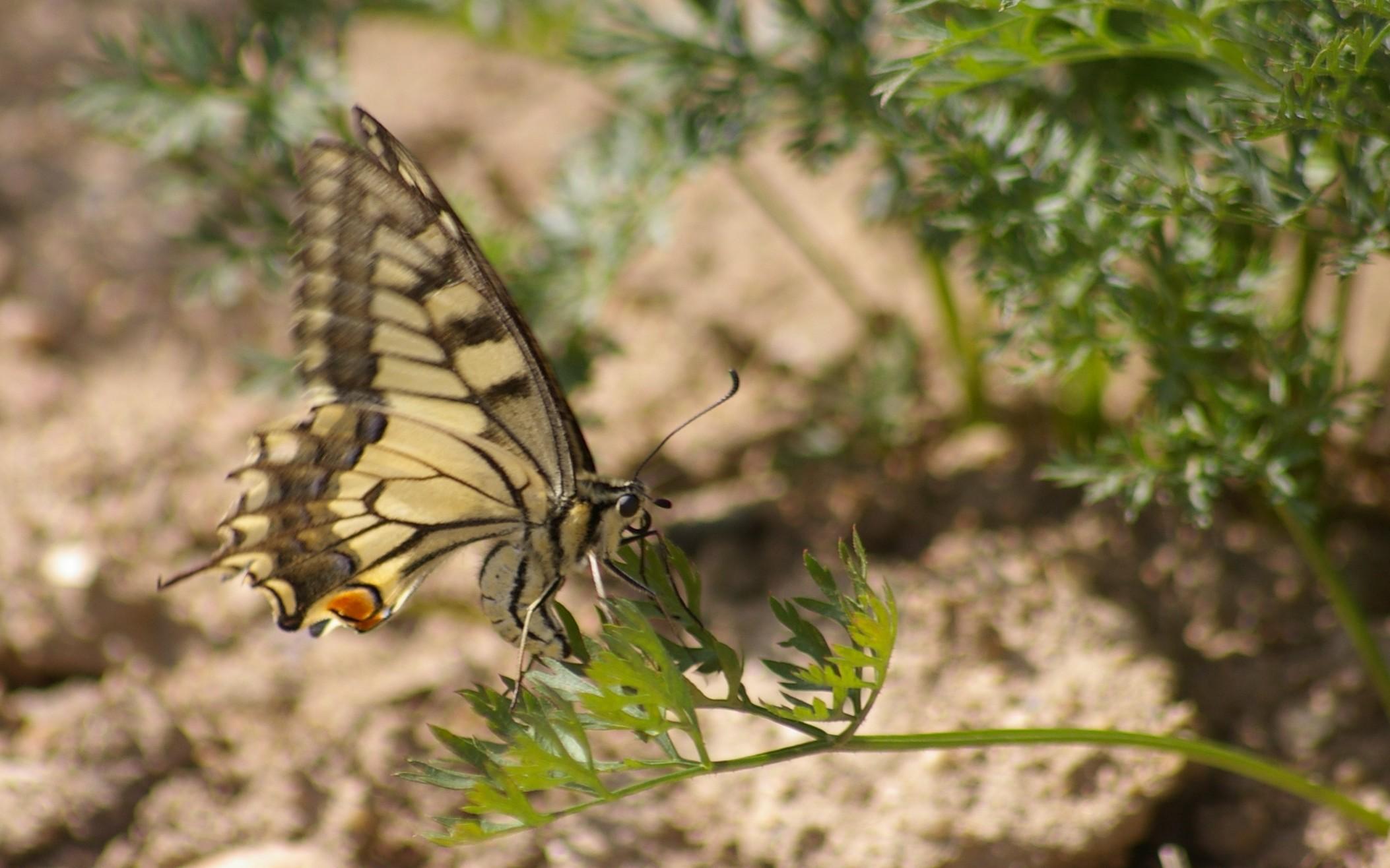 Papilio machaon Courtin Bernard Voultegon 79 21092010