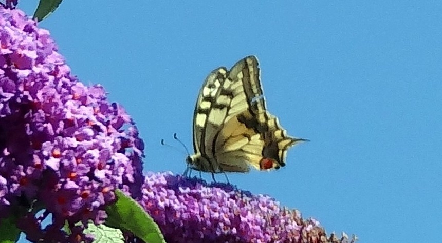 Papilio machaon Daleau Rémy Périgny 17 10072015