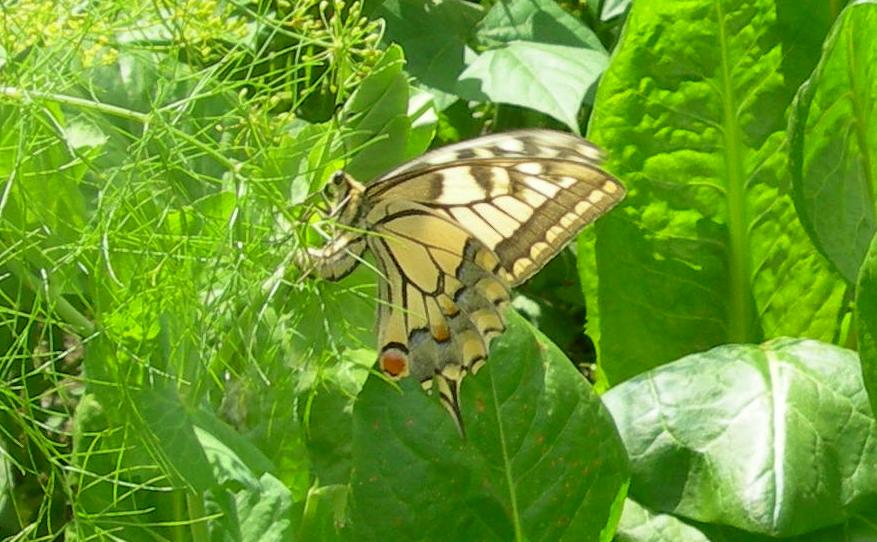 Papilio machaon Desterck  Francine Bomal sur Ourthe  Belgique 27072007 machaon1