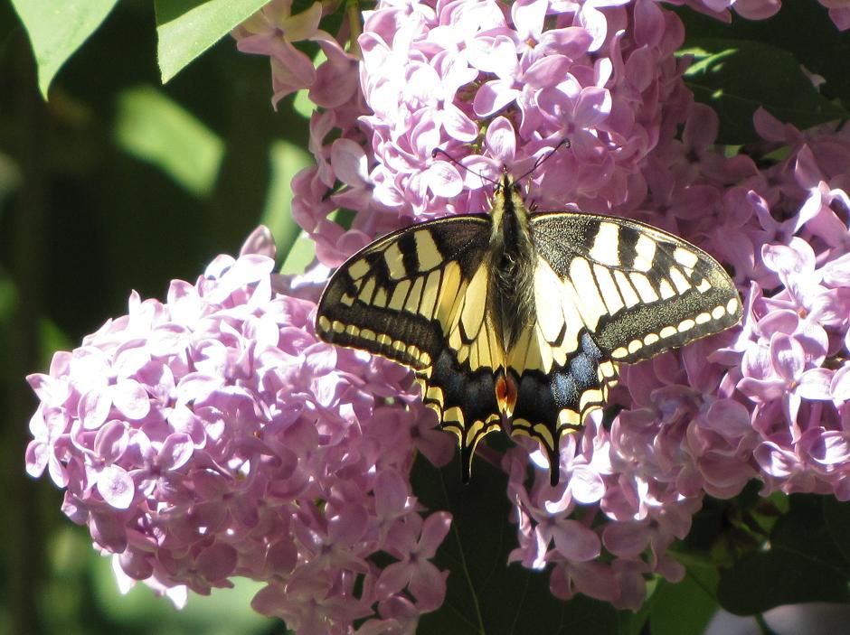 Papilio machaon Miteu Martine Saint-Laon 86 22042011