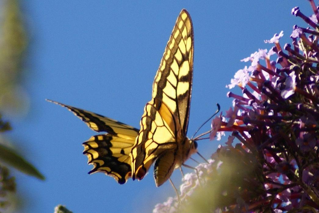 Papilio machaon Petitdemange Martial Nancy 54 18072010