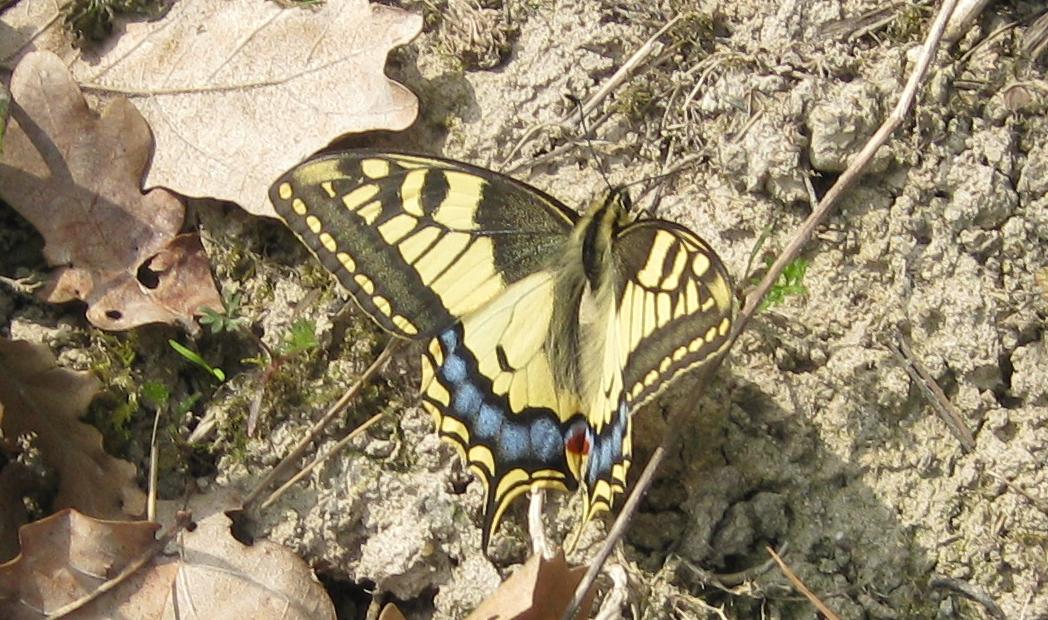 Papilio machaon Rozier Françoise Châtellerault 86 11042011.JPG