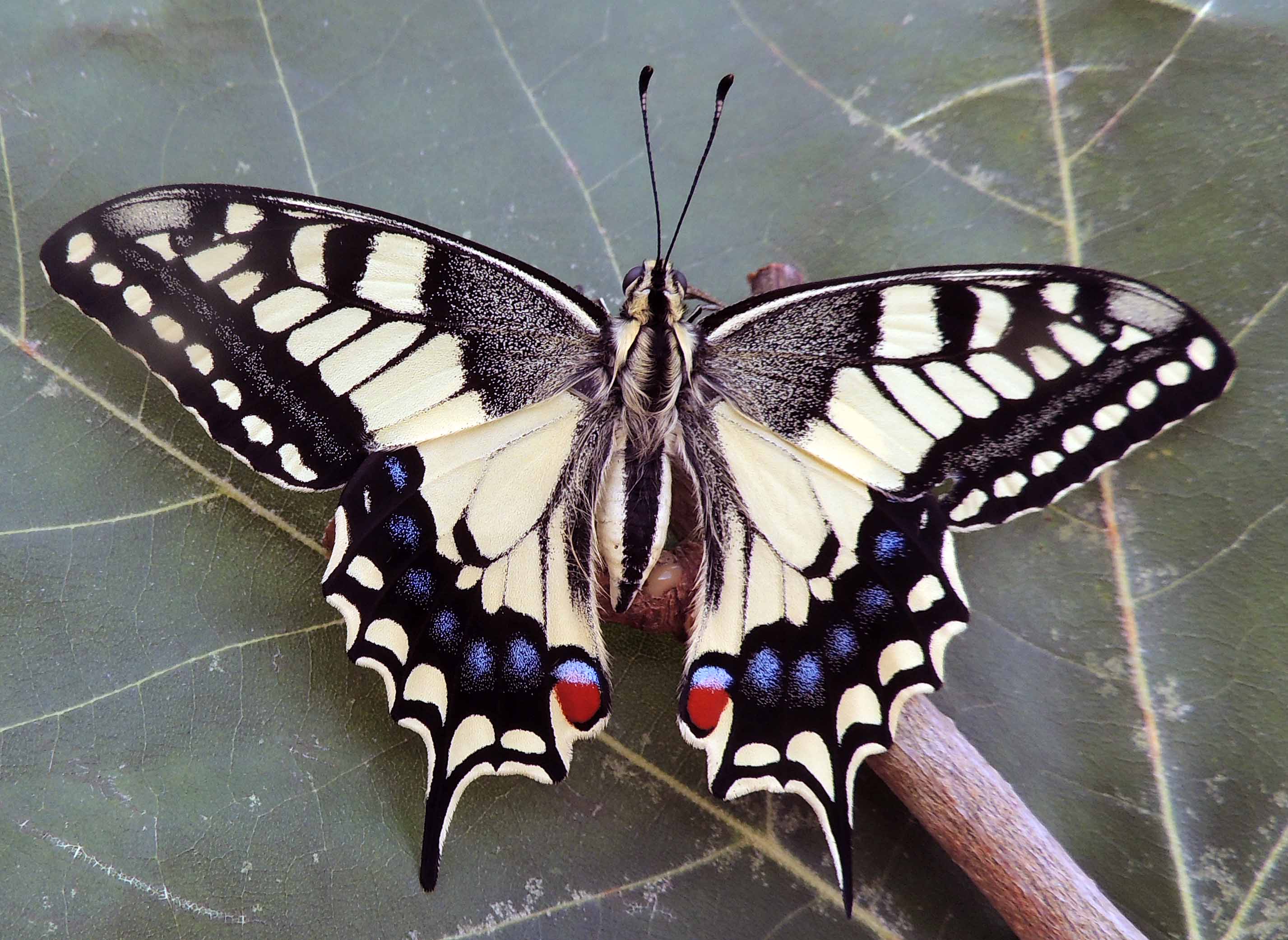 Papilio machaon  Toussaint Michel Saint-Pompain 79 22062017